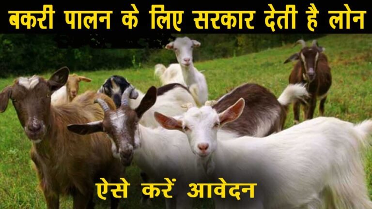 Rajasthan Goat Farming Scheme 2024 क्या है?, जाने कैसे कर सकते है आवेदन